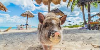 Checklist: Things You Need For a Beach Vacation | Travelpro