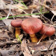 Image result for Coprinus sp.