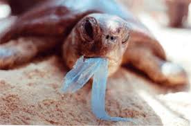 Plastics Can Kill Great Pacific Garbage Patch Marine Animals Ocean Pollution