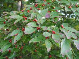 The serviceberry is a deciduous, suckering shrub with an upright appearance. During The Fall Season You May See Small Trees With Bright Red Berries Description From Identifythatplant Com I Searched For T Plants Red Berries Small Trees
