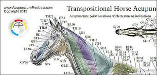 Horse Equine Acupuncture Meridian Points Chart 19 95