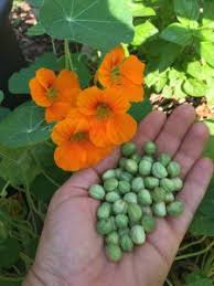 Image result for Nasturtium