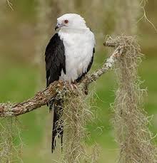 Maybe you would like to learn more about one of these? Raptors Programs Houston Audubon