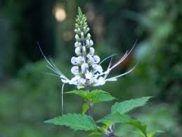 Kaedah rawatan tradisional ini akan dirangkumi secara terperinci di dalam artikel lain nanti. 8 Makanan Insyaallah Boleh Hilangkan Masalah Batu Karang Lelaki Boleh Amalkan Maskulin