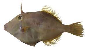 Talleys Group Limited Seafood Species Leatherjacket