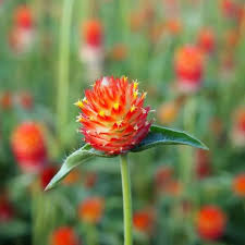 Image result for Gomphrena globosa