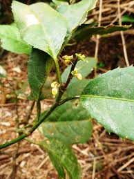 Image result for Rinorea ilicifolia