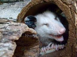 Who S Playing Possum Baby Possum Possum Cute Creatures