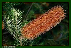 Banksia Ericifolia Banksia Spinulosa Var Cunninghamii Banksia Giant Candles Australian Native Flowers Australian Native Plants Giant Candles