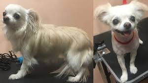 Cute long hair chihuahua haircut. 10 Best Long Haired Chihuahua Haircuts The Paws