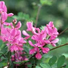 Image result for Indigofera ramosa