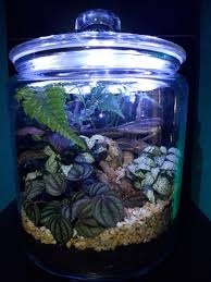 Terrarium Florarium Andras Tarnoczay Terrarium Plants Aquarium