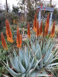 Image result for Aloe aculeata × globuligemma