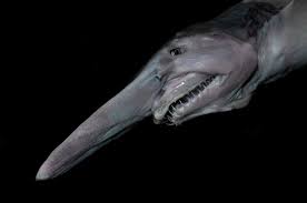 Las películas nos movilizan más que cualquier otra cosa. Tiburon Duende Caracteristicas Curiosidades Habitat Y Mas