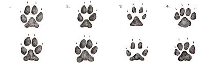 Since 2016, it is listed as vulnerable on the iucn red list. 36 Most Common Animal Tracks Identification Guide For Usa Greenbelly Meals