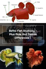 Betta Fish Anatomy Plus Male And Female Differences In 2020 Fish Anatomy Betta Fish Betta