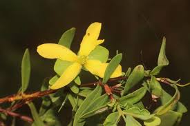 Image result for Triaspis hypericoides