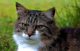 Ich Schaue Mich Hier Regelmassig Um Sagte Nachbar S Katze In Meinem Garten So Als Ob Es Mein Garten Ware Hab Mich An Dich Gewohn In 2020 Katzen Garten Nachbar