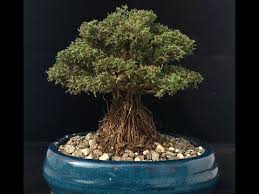 Anfanger Bonsai Training Mit Einem 3 Euro Thymian Mit Sehr Guten Ergebnissen Youtube In 2020 Bonsai Tree Bonsai Bonsai Art