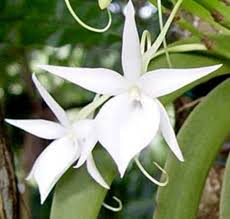 Image result for Angraecum conchiferum