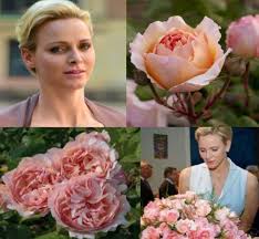 Soak the rose seeds overnight. Rosier Princesse Charlene De Monaco Meidysouk Charlene De Monaco Princesse Charlene Princesse