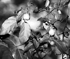 Image result for Rytigynia kiwuensis