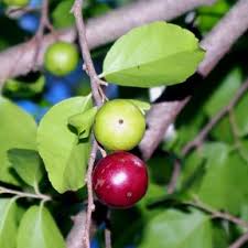 Image result for Flacourtia indica