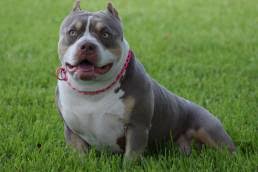 They are athletically inclined and incredibly agile. Shorty Bull Archives Venomline Pocket American Bully Breeders