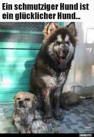Ein Schmutziger Hund Ist Ein Glucklicher Hund Lustige Bilder Spruche Witze Echt Lustig Gluckliche Hunde Lustige Tiere Hunde