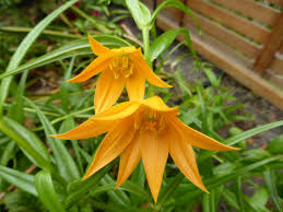 Image result for Littonia modesta