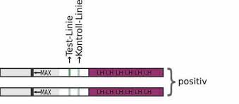 50 x purbay ovulationstest streifen 10 miu/ml lh ovulation test. Ovulationstest Eisprung Fruchtbarste Tage Bestimmen