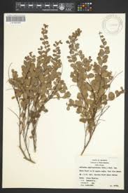 Image result for Andrachne ovalis