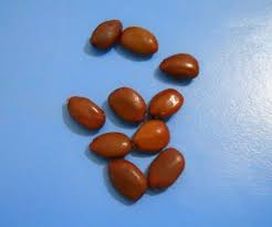 Semi Di Carrubo Carob Food Seeds