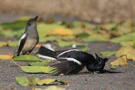 Cara Menyembuhkan Burung Kacer Yang Sakit Tenggorokan Burung Sakit Tenggorokan Alam