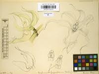 Image result for Diaphananthe fragrantissima