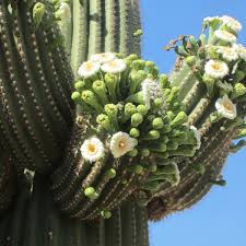 Maybe you would like to learn more about one of these? Peruvian Apple Cactus And Its Night Blooming Flowers Owlcation