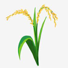 Cartoon Ripe Rice Rice Grain Cartoon Png Transparent Clipart Image And Psd File For Free Download Plant Cartoon Rice Png Rice Plant