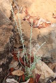 Image result for Aerva leucura