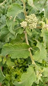Image result for Vernonia lasiopus