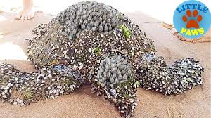 Rescue Sea Turtles Removing Barnacles From Poor Sea Turtles Compilation Turtle Sea Turtle Barnacles