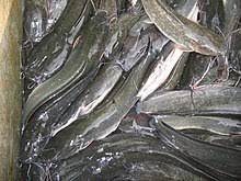 Tempahan anak ikan sukar untuk dipenuhi kerana faktor cuaca. Ikan Keli Wikipedia Bahasa Melayu Ensiklopedia Bebas