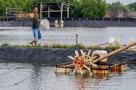 Persaingan Ketat Eksportir Udang Incar Pasar Nontradisional Berita Katadata Co Id