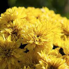 We did not find results for: Top 25 Most Beautiful Yellow Flowers