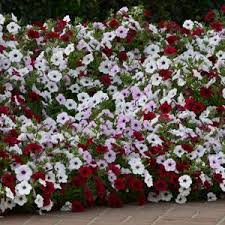 Tidal Wave Red Velour Spreading Petunia