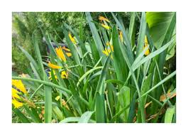 Image result for Cyrtanthus breviflorus