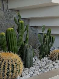 Image result for Coleus megacalyx