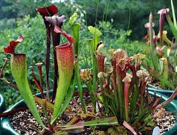 Attirer une proie, la capturer et la manger. Sarracenia Comment Cultiver Cette Plante Carnivore