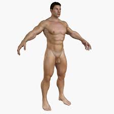 Drawing male anatomy face anatomy anatomy poses guy drawing human anatomy anatomy male figure drawing anatomy organs body reference. Male Full Body Anatomy 3d Model