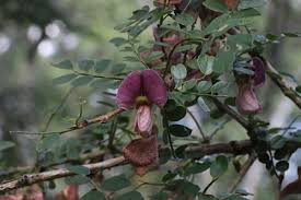 Image result for Ormocarpum schliebenii