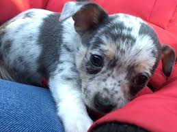 Black merle teacup chihuahua puppies for sale merle chihuahuas are the most distinct and affectionate after coat patterns, merle known sometimes as dapple refers to a spotted coat pattern. Blue Merle Chihuahua Jack Russell Terrier Dog Exercise Dog Projects